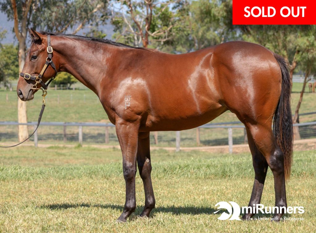 Brown horse in profile standing on a grassy paddock with a halter a red sold out banner is in the top right and the omnirunners logo appears bottom right
